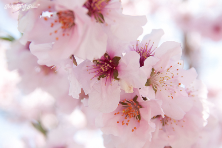 Free Cherry Blossom Prints