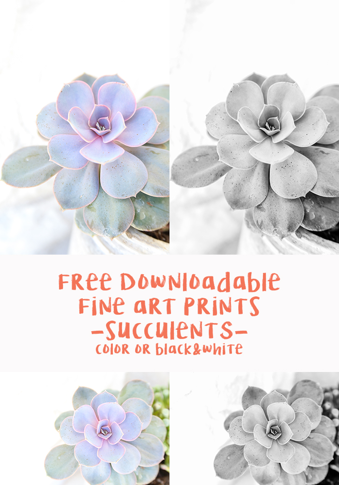 Free downloadable succulents poster - pocketful of paint