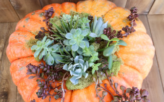 DIY Pumpkin Succulent Centerpiece