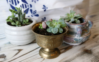 Thrift Store Succulent Planters