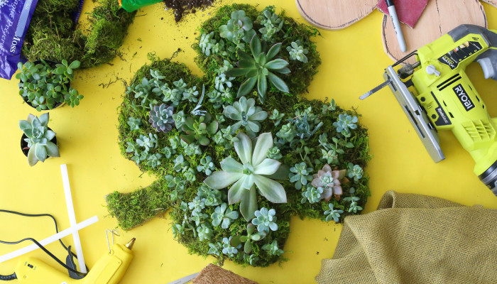 How to Create a Saint Patrick’s Day Succulent Shamrock